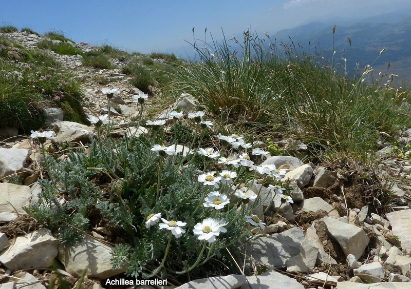 Orchidee e fiori del Monte Vettore e del Lago di Pilato � 26 giugno 2025.